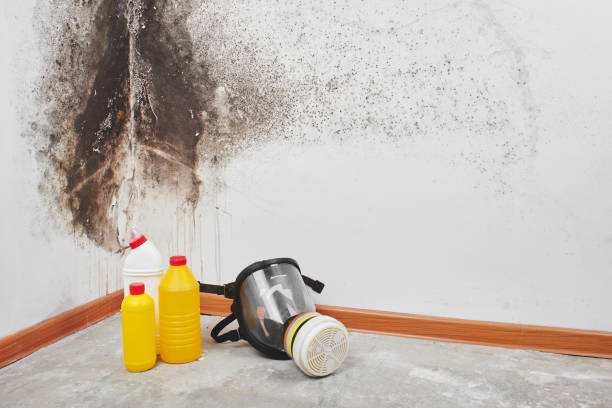 Best Kitchen Mold Remediation in Ridgefield, WA