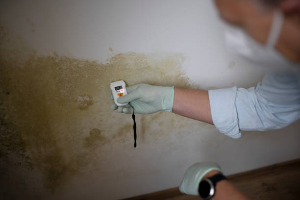 Best Attic Mold Remediation in Ridgefield, WA