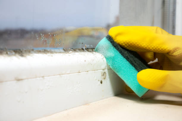 Professional Mold Remediation in Ridgefield, WA