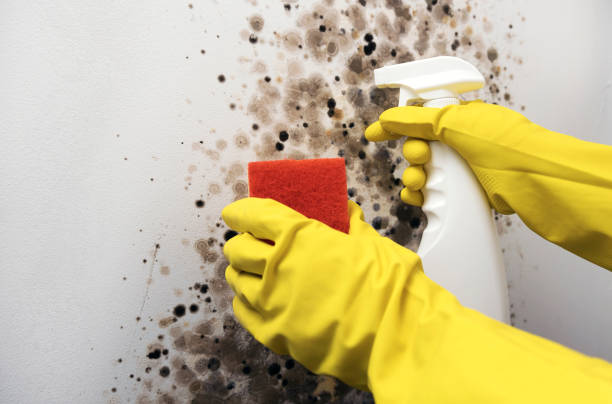 Best Residential Mold Remediation in Ridgefield, WA